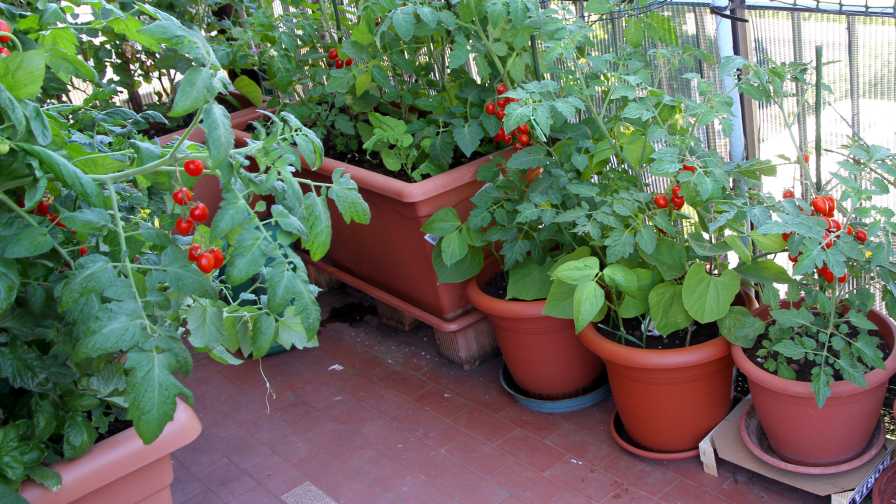 6 Trends Shaping the Home Vegetable Garden Market - Greenhouse Grow