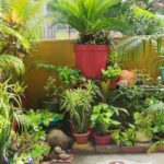 Rathna's home gardening ideas. Simple gardening tips. DIY home .