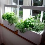 Growing An Indoor Herb-Vegetable Gard