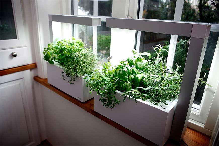 Growing An Indoor Herb-Vegetable Gard