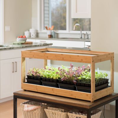 Growing Your Own Indoor Herb Garden: A
Fresh Kitchen Upgrade