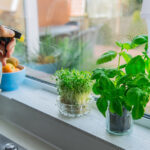 How to Grow Herbs Indoors - The Home Dep