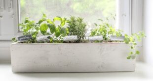 How to create a beautiful kitchen herb gard