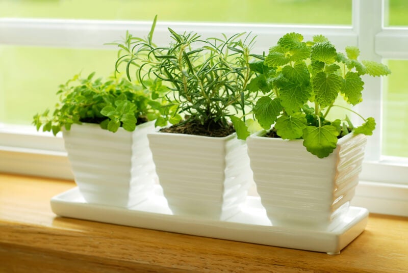 Indoor Herb Gardening How-to | Bonnie Plan