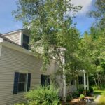 birch tree near the house : r/landscapi