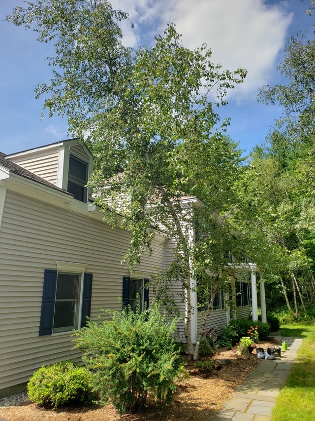 birch tree near the house : r/landscapi