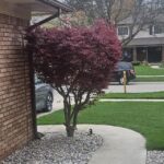 What to do with this Japanese Maple against the house? : r/landscapi