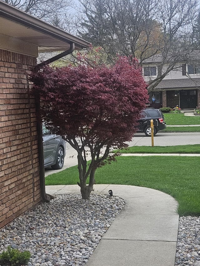 What to do with this Japanese Maple against the house? : r/landscapi