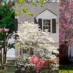 Best trees to plant close to a house: 9 ideas