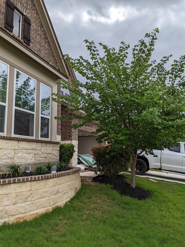 Advice needed] Is this Texas Red Bud too near to the house? Just .