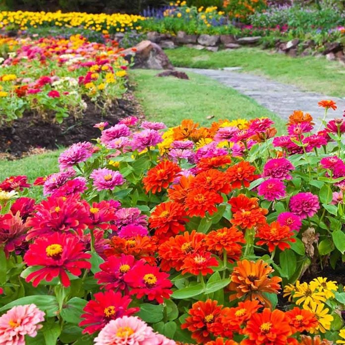 49 Colorful Plants to Brighten Up Your Landscape — Family Handym