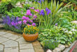 Dammann's Garden Company – THE BEST LANDSCAPE PLANTS TO PLANT N