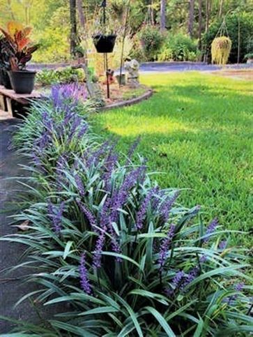 25 Plants That Survive With or Without You | Front yard garden .