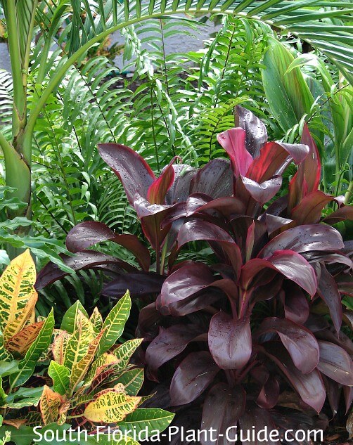 Guide to Florida Landscape Plants for the southern half of the .