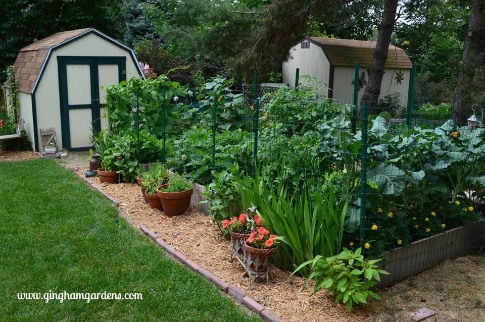 Vegetable Gardening 101 - Gingham Garde