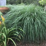 Let's Grow: Landscaping with ornamental grass