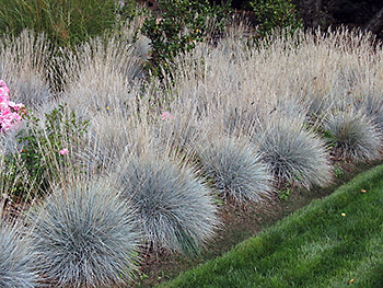 Ornamental Grass Ca