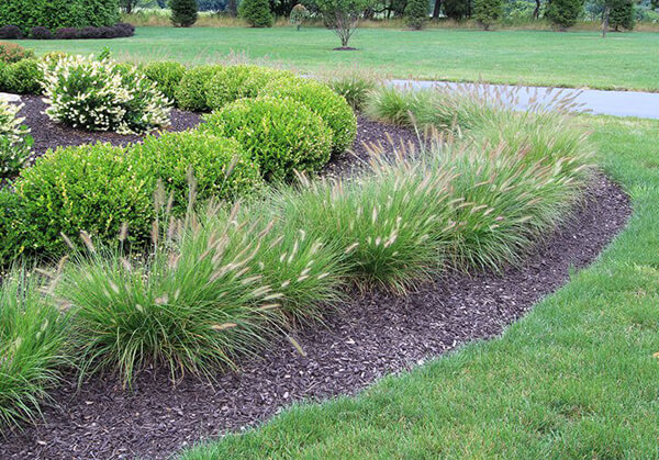 Best 5 Ornamental Grasses for Texas Landscap