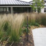 Using Ornamental Grasses in the Landscape – GRO Big R