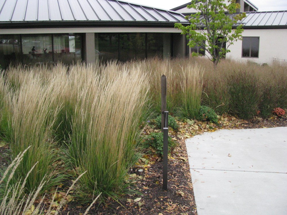 Using Ornamental Grasses in the Landscape – GRO Big R