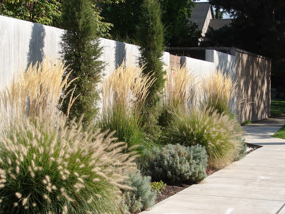 Types Of Perennial Grasses: Key Types & Characteristi