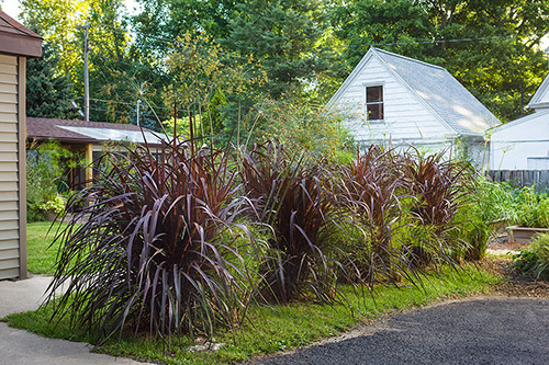 Ornamental Grasses for Inspired Designs | Proven Winne