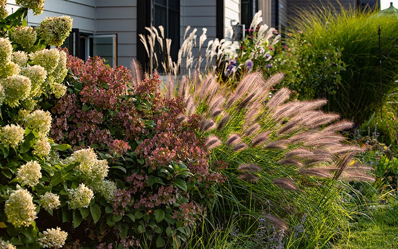 All About Ornamental Grass | American Meado