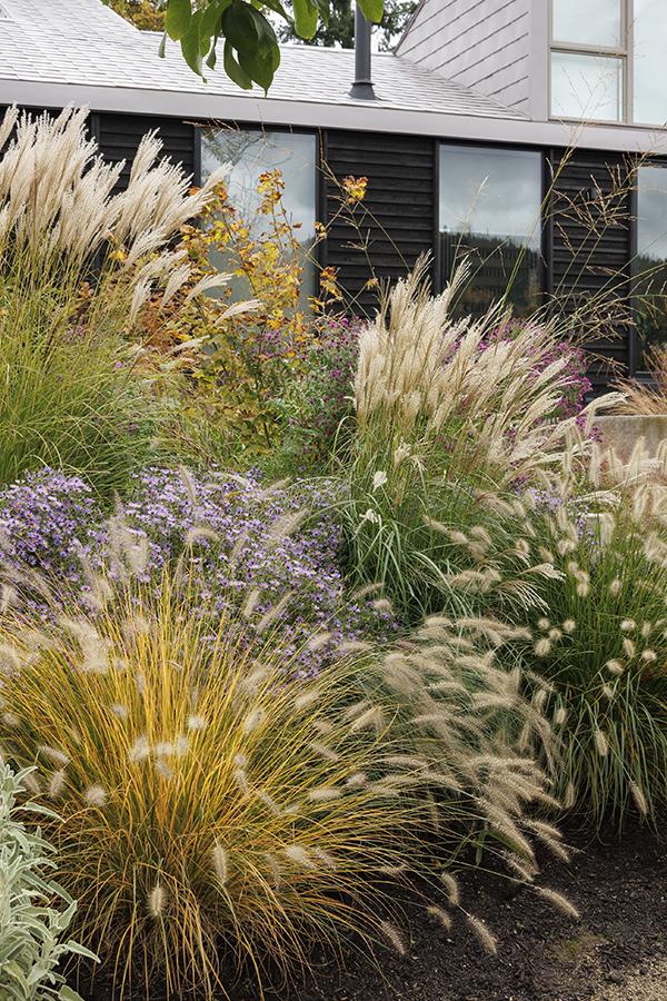 Landscape Design with Ornamental Grasses: Top 5 wa