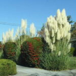 Ornamental Grass Care | The How To Guide - PlantingTr