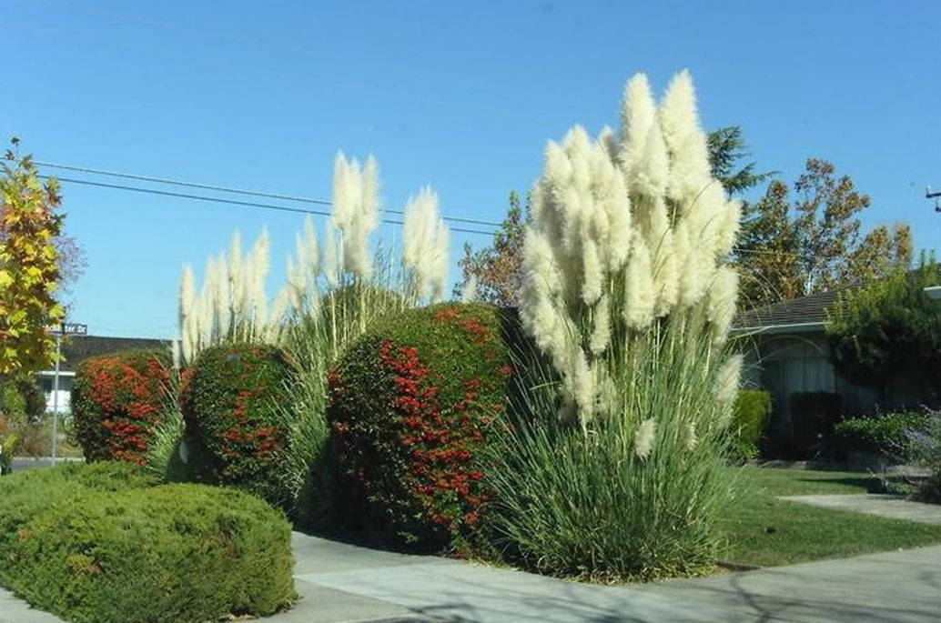 Ornamental Grass Care | The How To Guide - PlantingTr