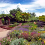 Xeriscape with Native Plants | Sustainabili