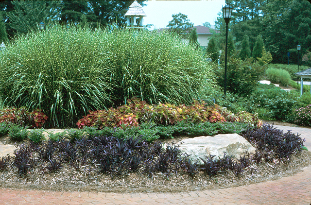 Xeriscape Gardening - New Georgia Encycloped