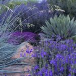 Xeriscape Design and Landscaping - Ho