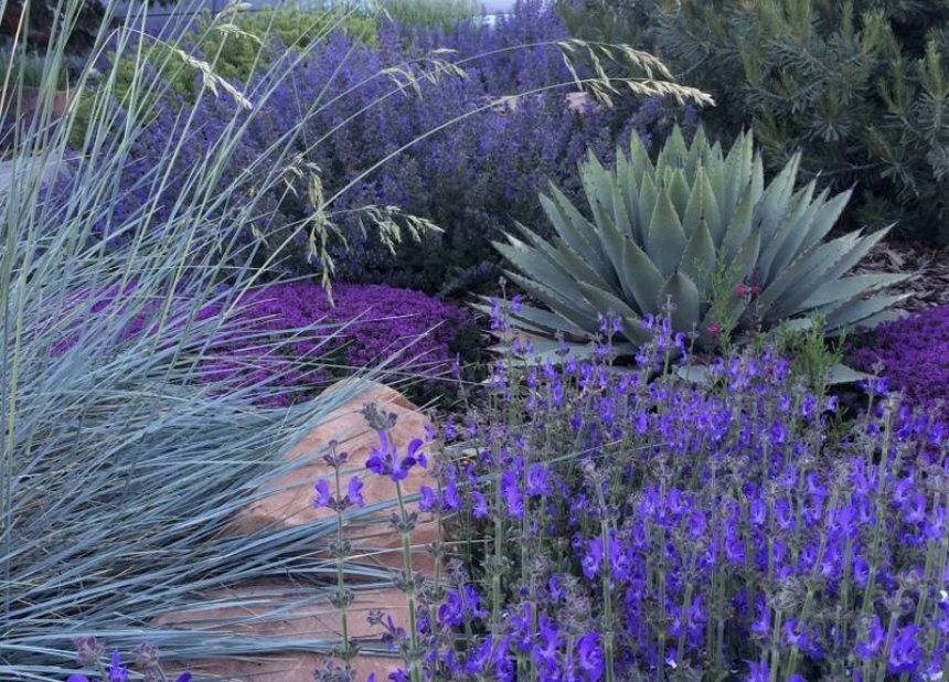 Xeriscape Design and Landscaping - Ho