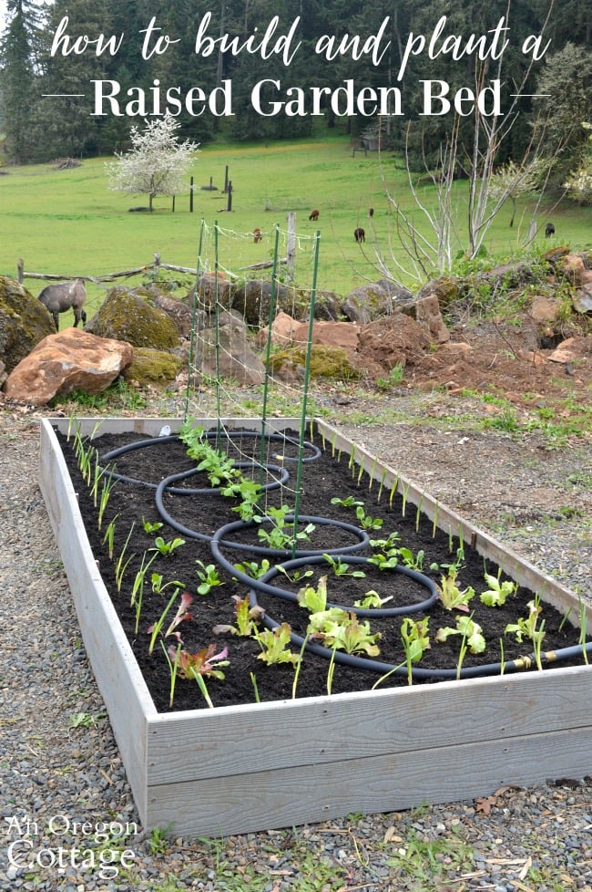 How to Build & Plant a Low Maintenance Raised Garden Bed - An .