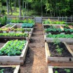 Raised Bed Garden from A - Z | What to Know | joe gardener