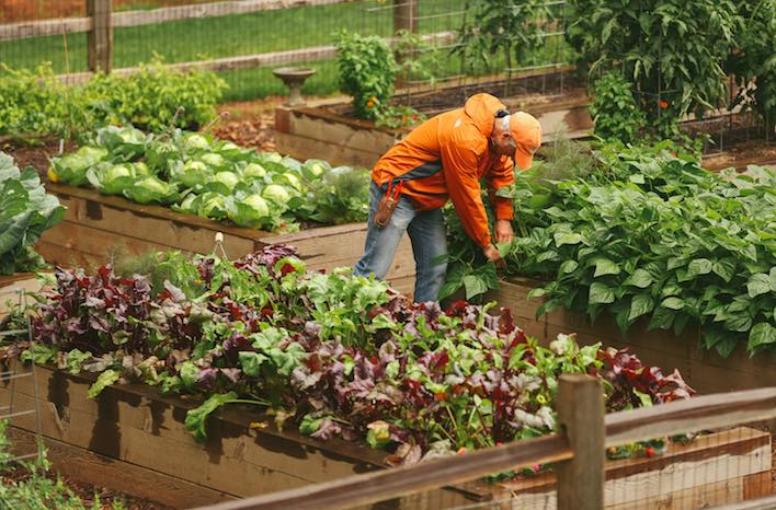 Raised Bed Garden from A - Z | What to Know | joe gardener