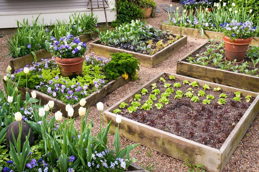 The Benefits of Building a Raised Bed Garden | Bonnie Plan