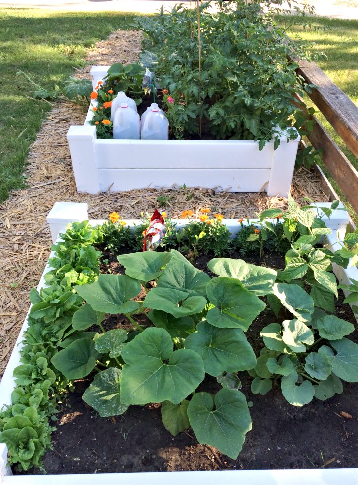 How to Design a Front Yard Raised Bed Vegetable Garden | Shifting .