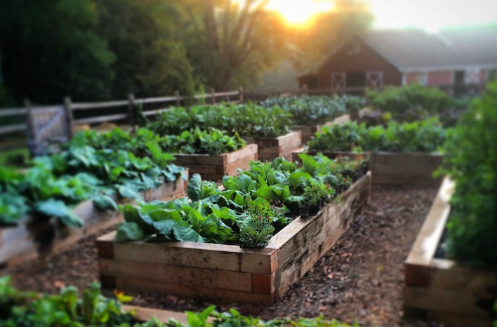 Raised Bed Gardening | Best Soil Recipe| joe gardener