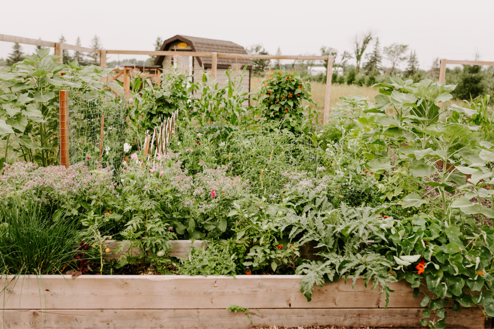 Complete Raised Bed Gardening Guide For Beginners - From Soil to So