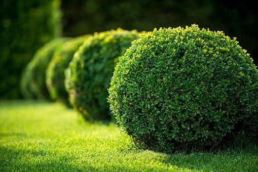 How to Find Stunning Shrubs to Complement Your Backyard Desi