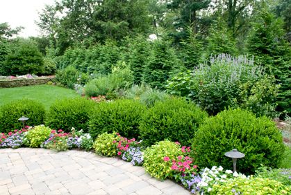 Best Shrubs & Bushes Landscaping Ide