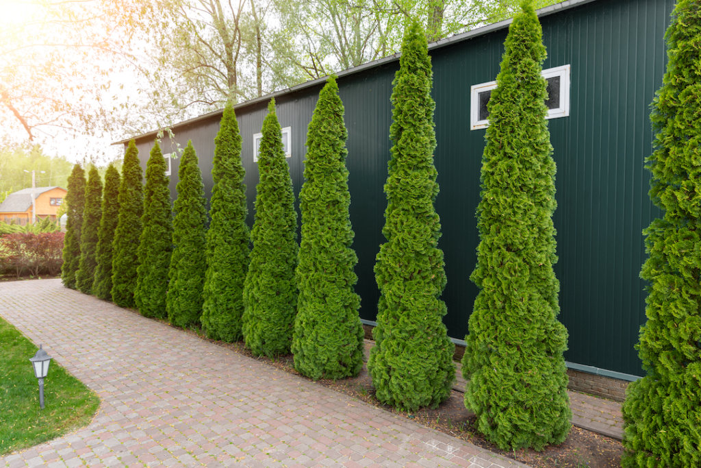 Landscaping with Trees & Shrubs - Property Design | Environmental .