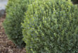 Evergreen Shrubs for Landscaping: A Comprehensive Gui