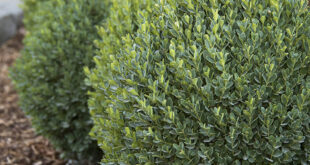 Evergreen Shrubs for Landscaping: A Comprehensive Gui