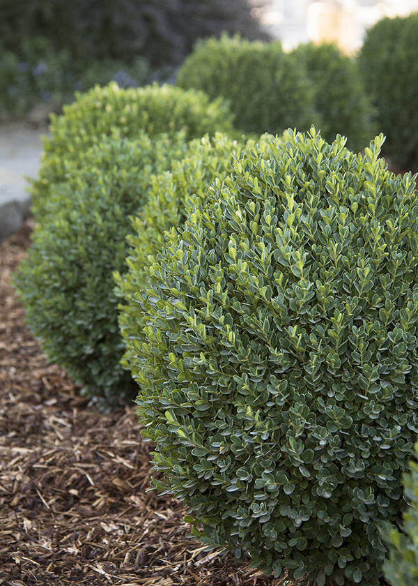 Evergreen Shrubs for Landscaping: A Comprehensive Gui