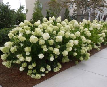 Arkansas Ornamental Shrubs | Flowering shrubs in Arkans