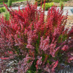 6 Low-Maintenance Shrubs Every Landscape Needs - Meyer Landsca