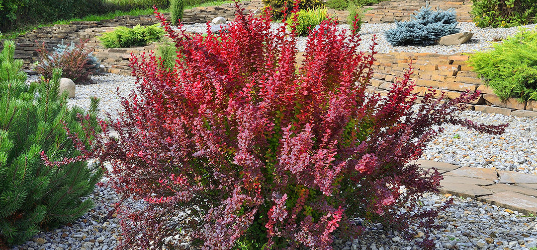 6 Low-Maintenance Shrubs Every Landscape Needs - Meyer Landsca